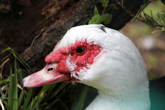 心理博弈与 心理博弈与